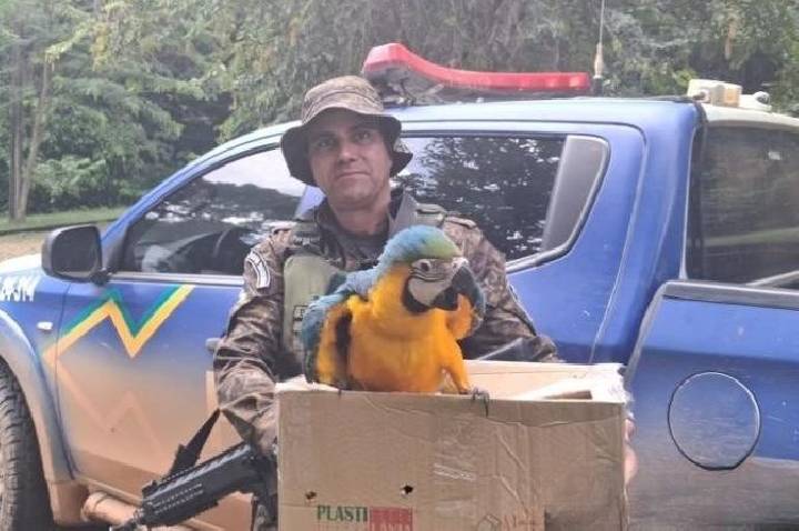 Batalhão de Polícia Ambiental resgata arara-canindé ferida e realiza encaminhamento ao CETAS em Rondônia