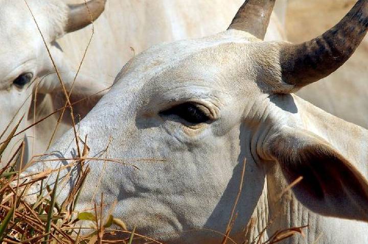 Carne brasileira passa a pagar tarifa de 67% para entrar na China