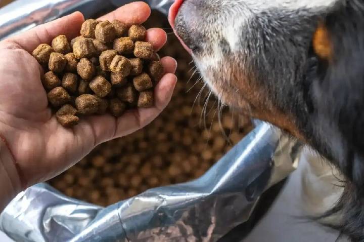 Distribuição de ração reforça apoio a protetores de cães e gatos