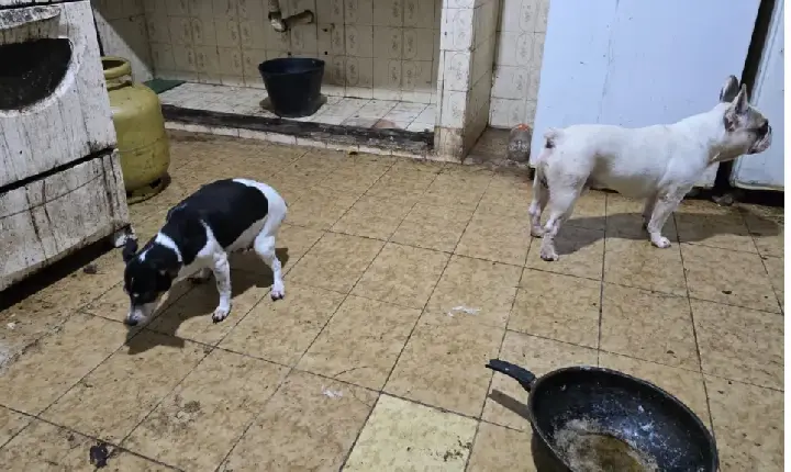 Policiais civis do Rio de Janeiro que participaram da operação para prender o médico que mantinha cães congelados no freezer de casa relataram um cenário de horror no interior da r