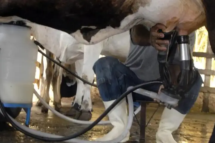 Produção de leite bate recorde mesmo com redução de vacas ordenhadas