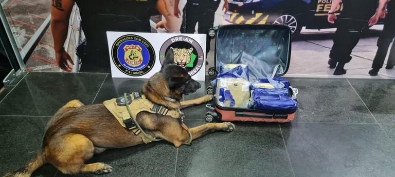 PF prende passageira com cerca de 9 kg de skunk no aeroporto de Manaus