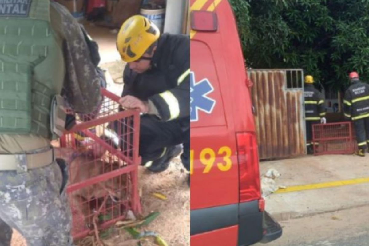 MT: onça-parda invade residência e é encontrada na lavanderia
