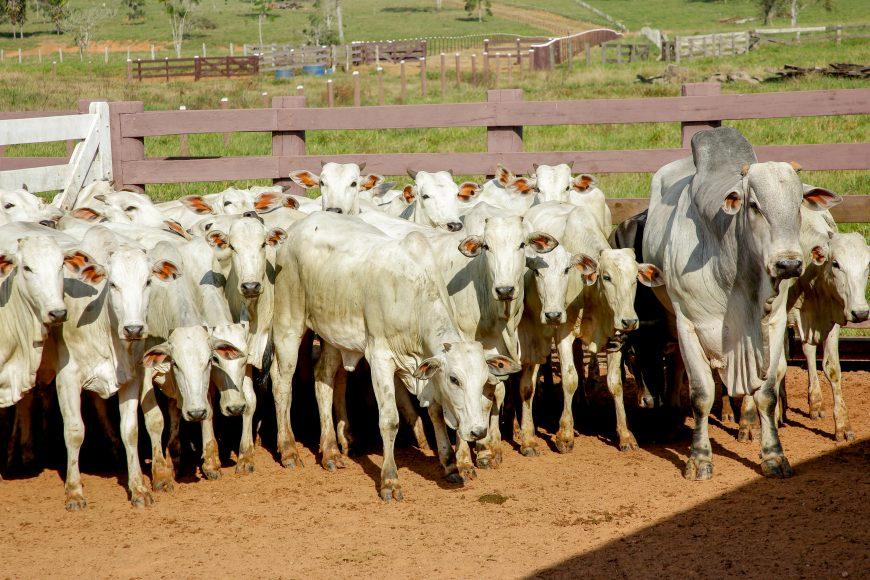 Emenda de Cláudia de Jesus garante R$ 85 mil para produtores de Mirante da Serra